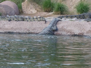 Crocodiles du Nil au Maroc