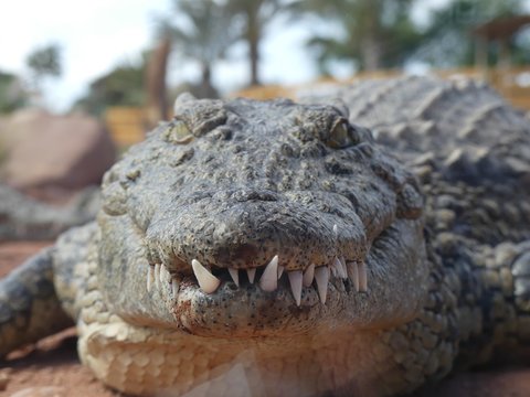 Crocodiles du Nil au Maroc