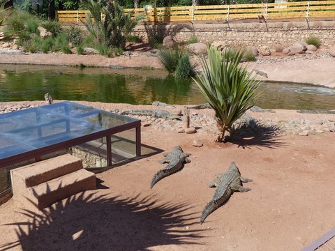 Crocodiles du Nil au Maroc