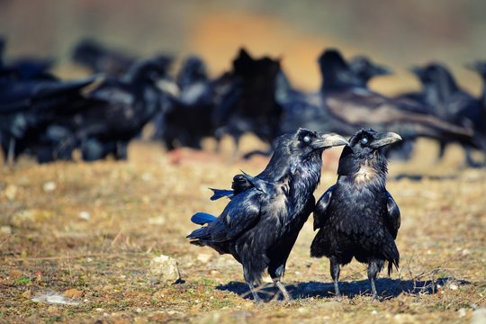 Two Ravens (Corvus Corax) Stand Apart From The Pack