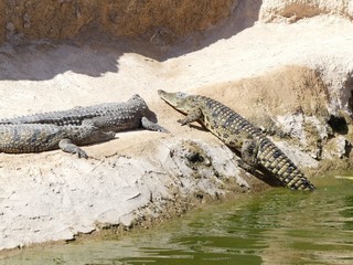 Crocodiles du Nil au Maroc