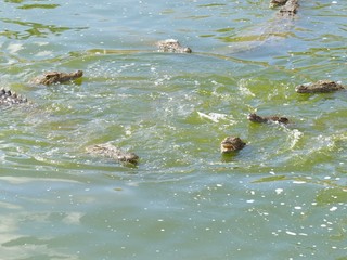 Crocodiles du Nil au Maroc