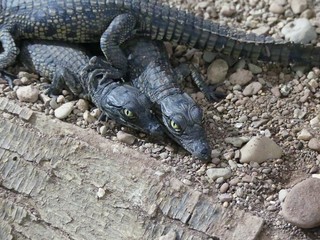 Crocodiles du Nil au Maroc