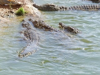 Crocodiles du Nil au Maroc