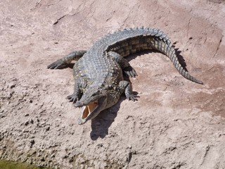 Crocodiles du Nil au maroc
