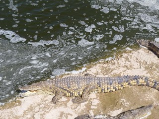 Crocodiles du Nil au maroc