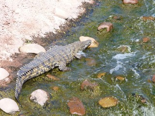 Crocodiles du Nil au maroc