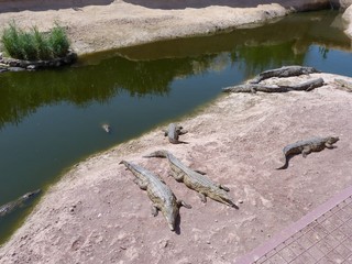 Crocodiles du Nil au maroc