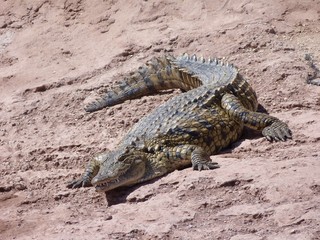 Crocodiles du Nil au maroc