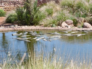 Crocodiles du Nil au maroc