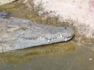 Crocodiles du Nil au maroc