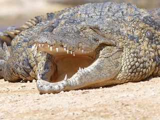 Crocodiles du Nil au maroc
