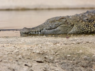 Crocodiles du Nil au maroc