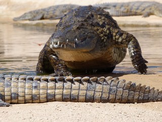 Crocodiles du Nil au maroc