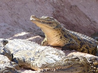 Crocodiles du Nil au maroc