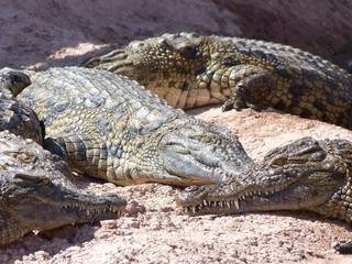 Crocodiles du Nil au maroc