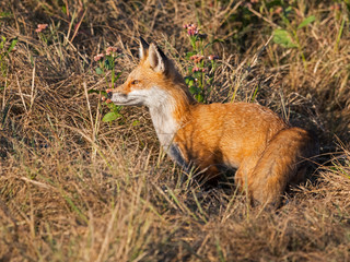 Red Fox