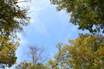 Chiome degli alberi in autunno