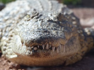 Obraz premium crocodiles du nil au Maroc