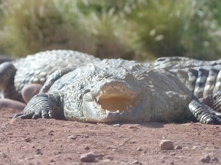 crocodiles du nil au Maroc