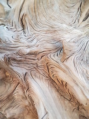 felled trees / trunk / trunks / forestry / wood industry / trees/ forest