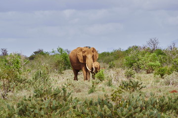 Fototapeta na wymiar Elefanten im Tsavo Ost Kenia