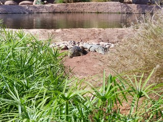 crocodiles du nil au Maroc