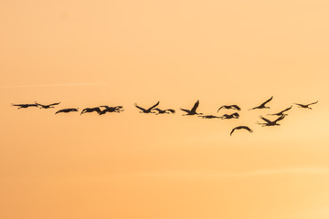 wildvögel im flug
