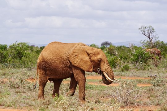 Elefanten im Tsavo Ost Kenia