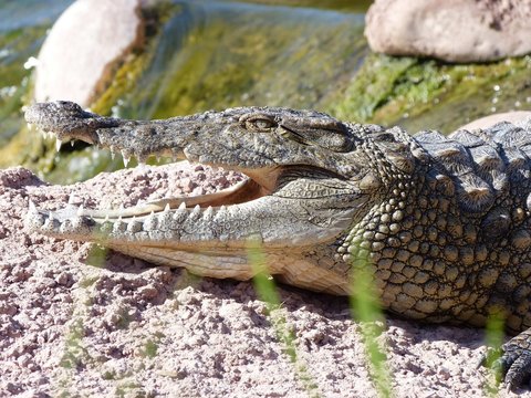 crocodiles du nil au Maroc