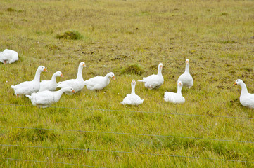 Gooses in a typical Icelandic landscape, a wild nature of rocks and shrubs, rivers and lakes.