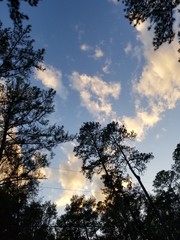 Silhouette of Trees Against Blue Sky with Orange Clouds at Sunset