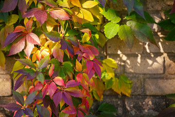 Parthenocissus tricuspidata on a ancient brick wall