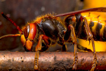 The hornet Шершень