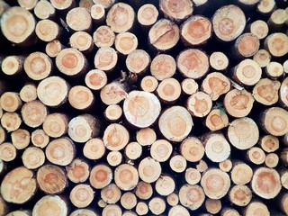 felled trees / trunk / trunks / forestry / wood industry / trees/ forest