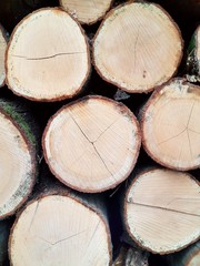 Fototapeta premium felled trees / trunk / trunks / forestry / wood industry / trees/ forest