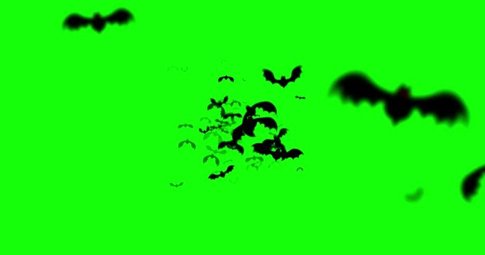 Halloween theme motion graphics background with a herd of bats flying into the camera on green screen chroma key background. 