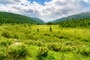 Fototapeta na wymiar Valley on Ulagan plateau. Altai Republic. Russia
