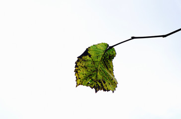 Blatt vor weißem Hintergrund