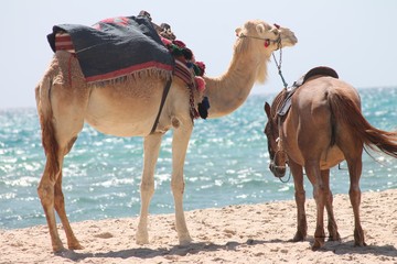 camel and horse 