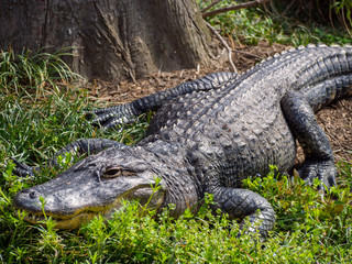 Alligator in Grass Near Tree