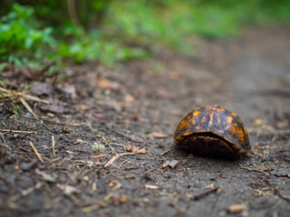 Turtle in Shell on Forest Trail