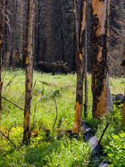 Moose in Rocky Mountain Meadow, Forest