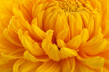 Yellow chrysanthemum flower head