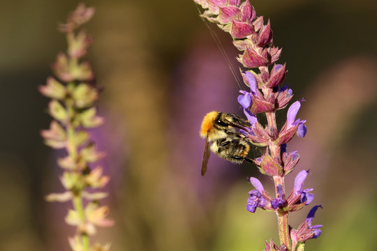 Ackerhummel