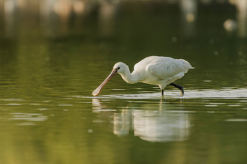 Spoonbill looking for fish