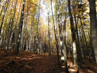 Trees in the nature can be amazing and with sunshine can be beauty