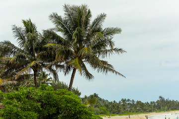 Fototapeta na wymiar Palm Trees on the Beach