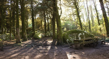 Forest at the sunset with amazing sun rays in the middle of the trees