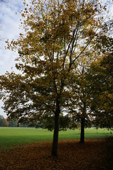 Obraz premium Baum im Herbst